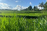 I Was Sitting in a Bamboo Hut in a Rice Field in Bali