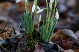 Budding spring flowers