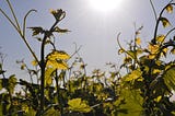 A vining plant growing upwards beyond a trellis