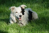 A very cute photo of Chaser the border collie in the grass