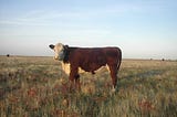 Infected bull semen for Kazakhstan