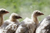Controlling Salmonella in the poultry gut: Diversity is key