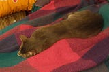 Caturday with Shadow