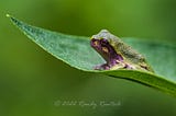 Frogs and Toads in the North Country