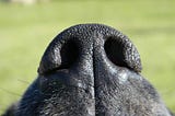 Smell Ya Later? The Secret to Repeat Customers for Kennels