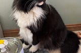 A large black cat with a white chest and paws is standing by a fountain water dish.