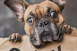 A dog holding a cardboard sign that says “Oops!” Image produced using Midjourney
