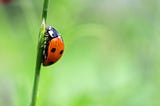 Write Bugs That Developers Will Appreciate