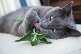 10 Spices to Improve Your Cat’s Wellbeing