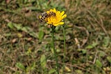 Honey bees — who really needs saving? (Part 1)