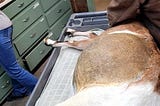 Small pregnant goat on operating room table