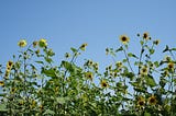 Tall yellow Daisies in a Kansas field.