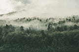 Trees covered with fog