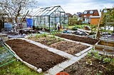 Our allotment with a freshly dug bed