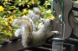 Can you get squirrel removal services in Ontario easily?