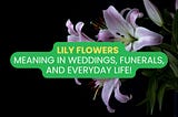 Lily Flowers Meaning in Weddings, Funerals, and Everyday Life