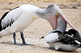 BRUTAL Ways Birds Eat Other Birds