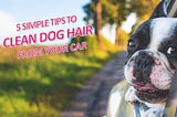 5 Simple Tips To Clean Dog Hair From Your Car Like A Pro