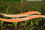 Adubação foliar nitrogenada na cultura do milho