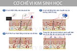 Cơ chế vi kim sinh học