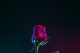 The scent of love