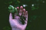 Photo by Lisa Fotios: https://www.pexels.com/photo/person-holding-green-succulent-plant-1301857/