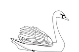 Animal Drawing on Illustrator