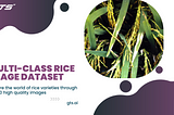 Unveiling the Power of AI in Agriculture with Globose Technology Solutions’ Multi-Class Rice Image…