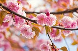 A close up (from around 50cm away) of a cherry blossom tree. The blossoms are pink.