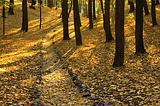 Forest Stone Path, Germany