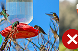 Attracting Hummingbirds: Ditch the Red Dye and Do This Instead