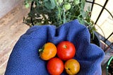 An outstretched hand covered by a blue hand towel with four red and orange tomatoes nestled in the palm. In the background, a tomato plant with small green tomatoes growing in.
