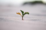 A growing plant with live and dead branches.