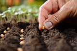 What is Seeding? Methods and Importance of Seeding