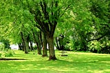 A park with bright green trees