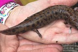 Picture of Neuse River Waterdog salamander in a person’s hand