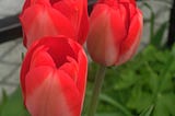 Riotous Red Tulips