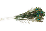 Importance of Keeping Peacock Feathers at Home