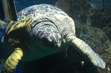 Financial Advice From a Sea Turtle