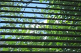 A view from inside gazing through the blinds at the bright, blue sky and trees that God created. God created you too and loves you very much!