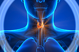 WHAT IS THE THYROID GLAND?