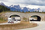 Importance of Wildlife Bridges to Mitigate Habitat Fragmentation