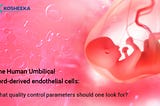 Human Umbilical cord-derived Endothelial cellsThe Human Umbilical cord-derived Endothelial cells…