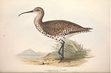 Painting of a noble if sad-looking bird with long legs, long neck and a long, slender, down-curved bill. The curlew has brown feathers on back and wings and black spots on neck and breast. It stands on one leg with the other slighly raised. It  is beside a clump of straggy grass with a water body and mountain in the background.