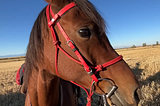 Close-up of a brown horse wearing a red bridle, standing in a field under clear sky