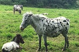 A herd of small, spotted ponies in a field