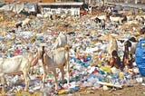 Pakistan’s War on Polythene and the Search for an Alternative