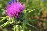 Milk Thistle