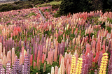 Wild lupines in Mount Cook National Park, New Zealand