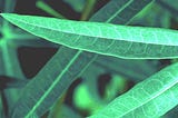 Developing a Deep Learning Pipeline for Classifying Cassava Leaf Diseases